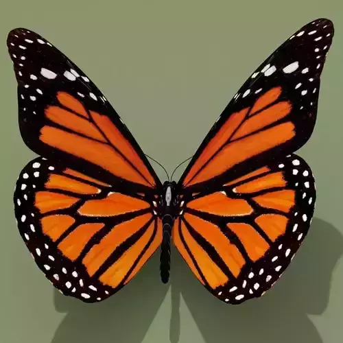 Monarch Butterfly 3D model
