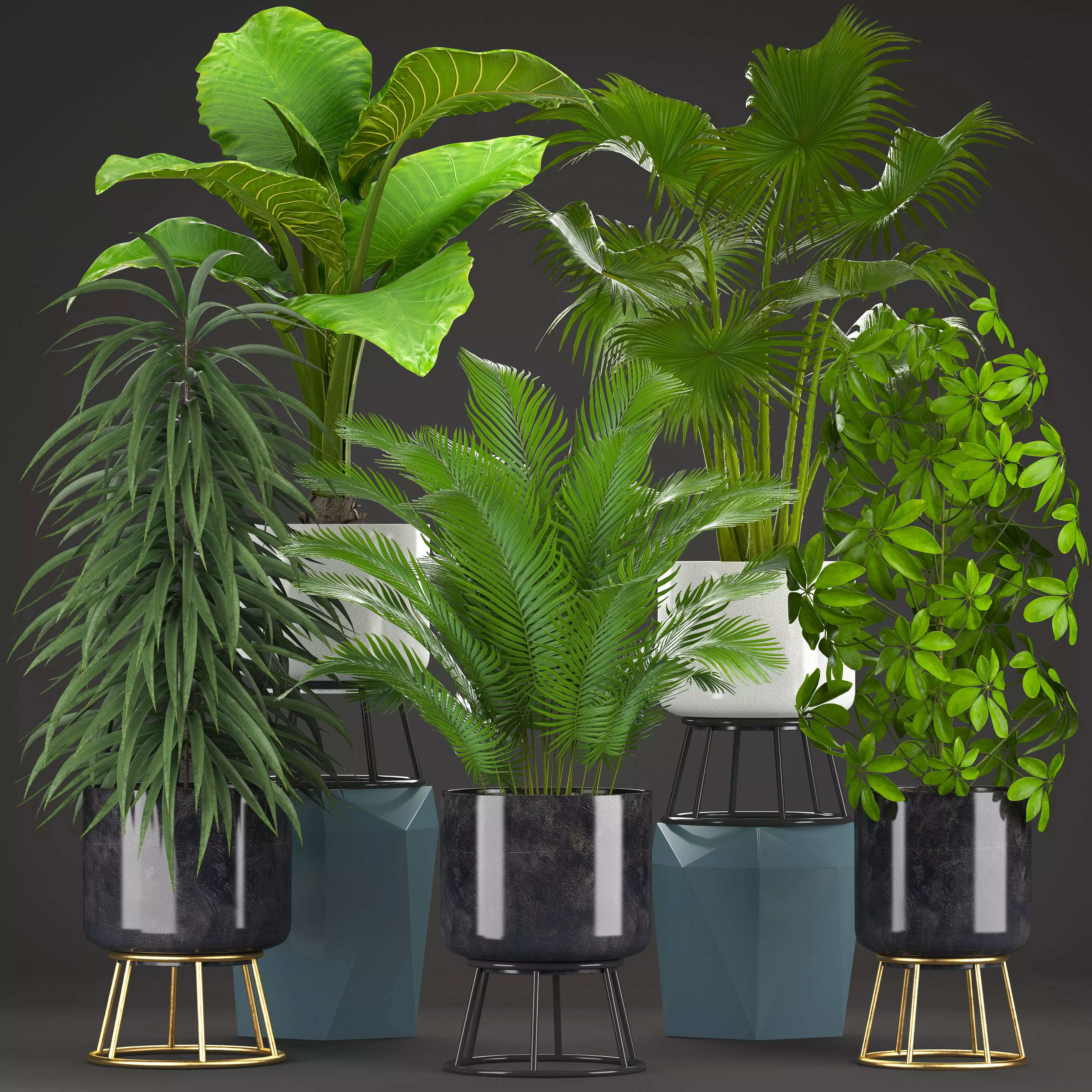 Collection plants plant in pot 3D model