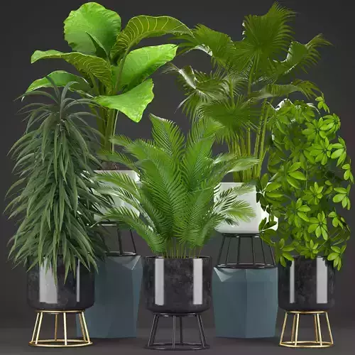 Collection plants plant in pot 3D model