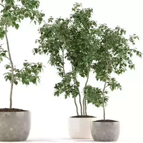 Plants collection 96 3D model