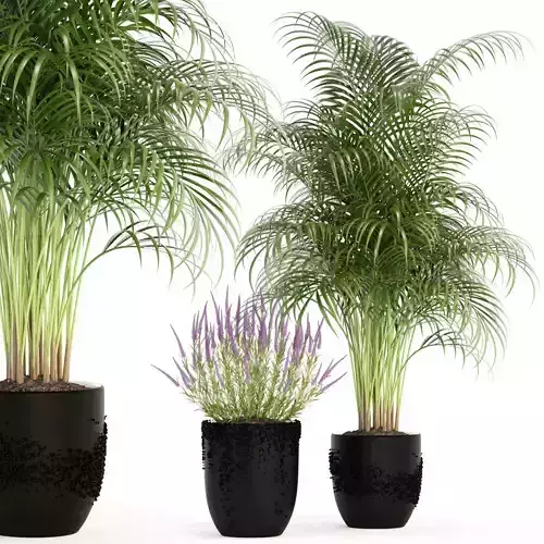 Plants collection 97