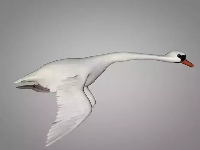 White and black Swan  Low-poly 3D model