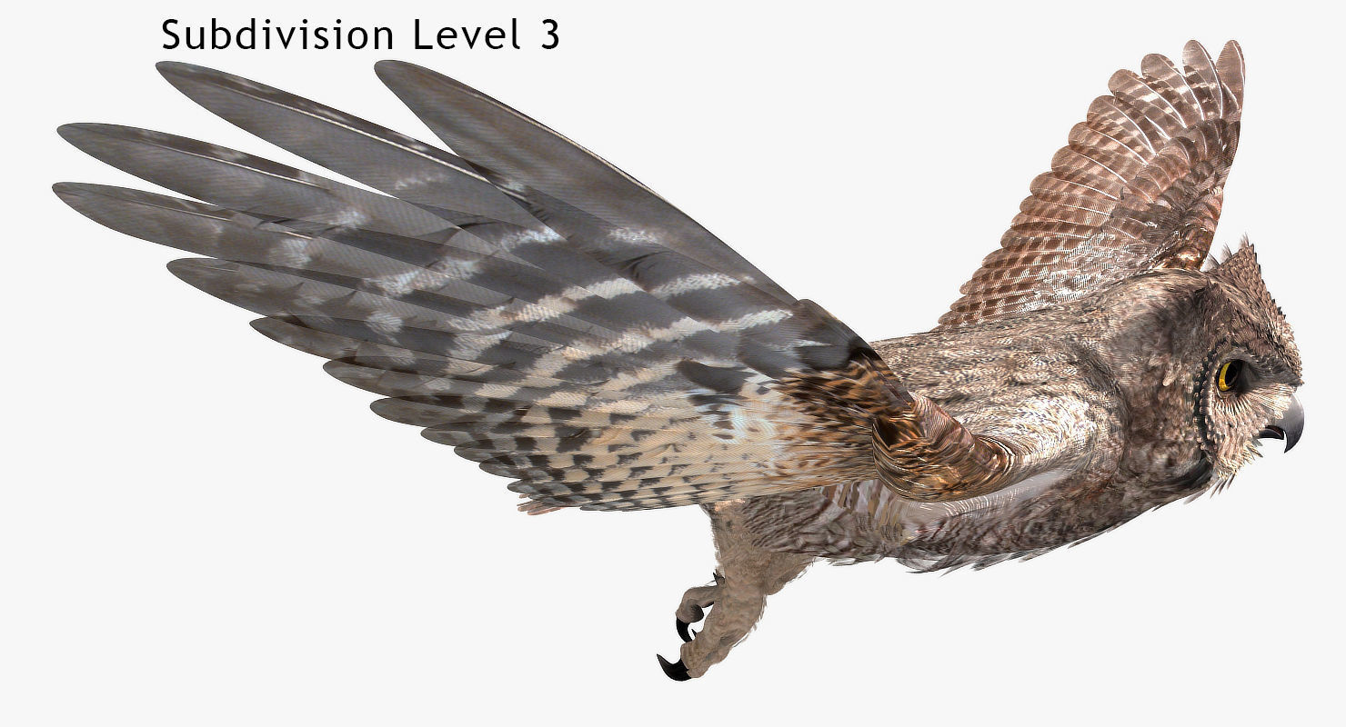 Great Horned Owl - rigged - animated - PBR - VRAY - Standard 3D model_18