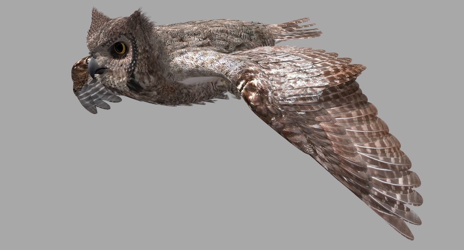 Great Horned Owl - rigged - animated - PBR - VRAY - Standard 3D model_22