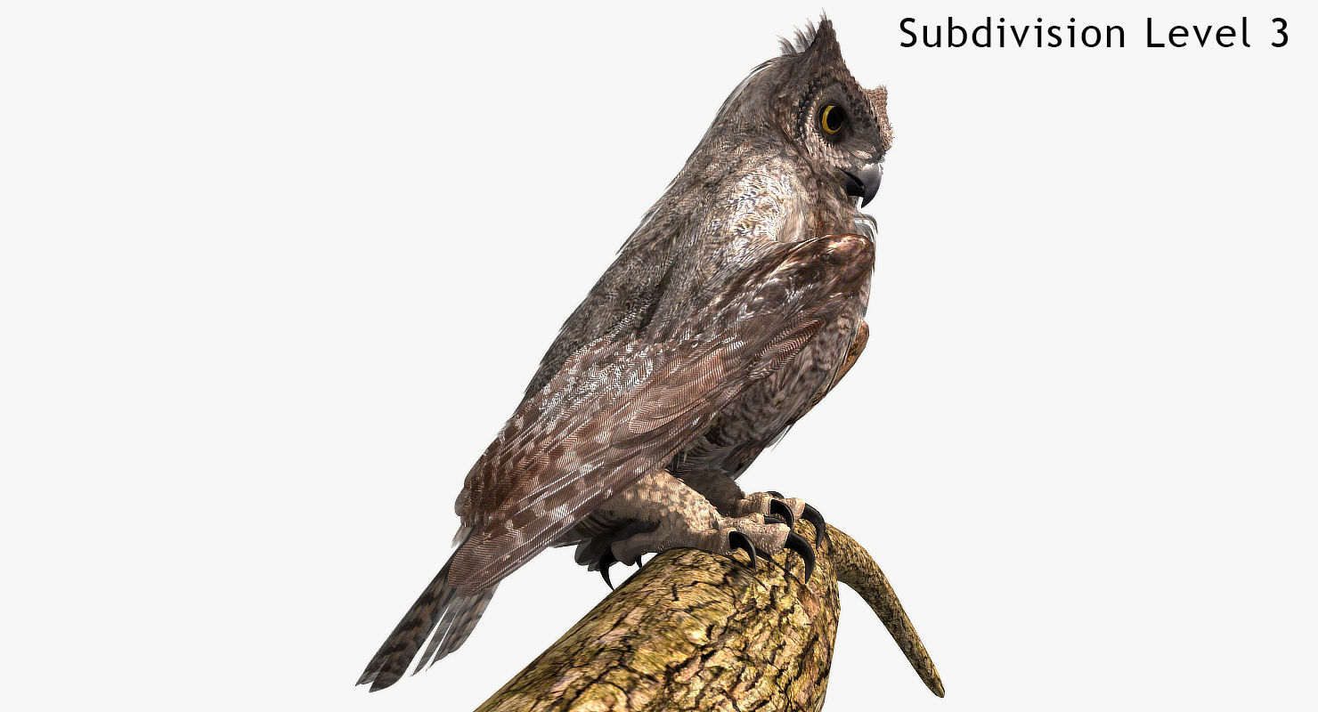 Great Horned Owl - rigged - animated - PBR - VRAY - Standard 3D model_12