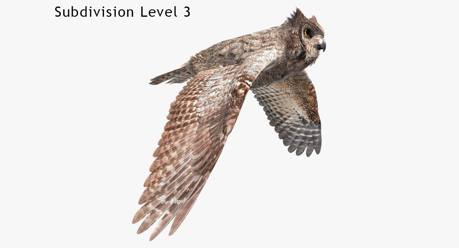 Great Horned Owl - rigged - animated - PBR - VRAY - Standard 3D model_15