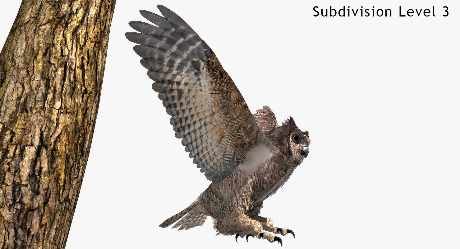 Great Horned Owl - rigged - animated - PBR - VRAY - Standard 3D model_25