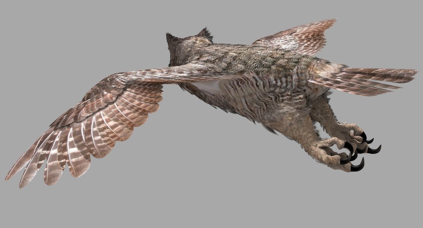 Great Horned Owl - rigged - animated - PBR - VRAY - Standard 3D model_24