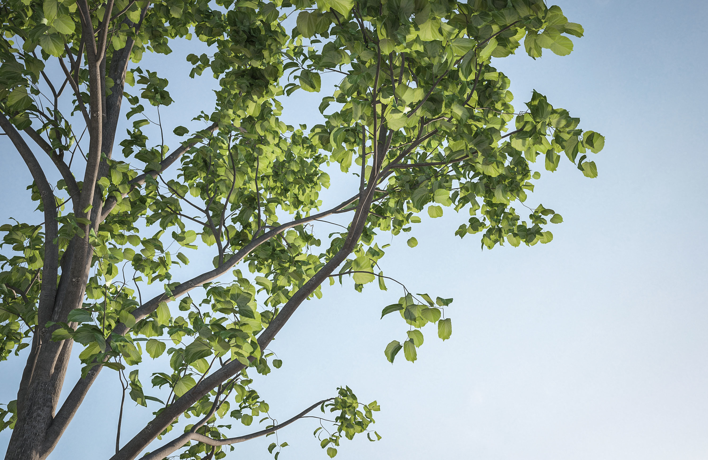 Animated trees for architectural visualization 3D model_3