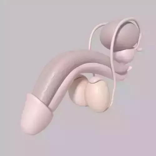 Male Reproductive System Low-poly 3D model