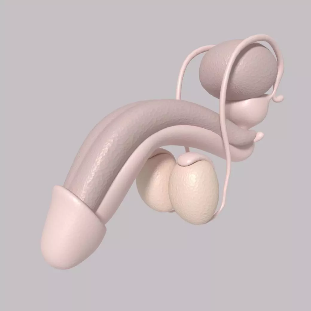 Male Reproductive System Low-poly 3D model_0