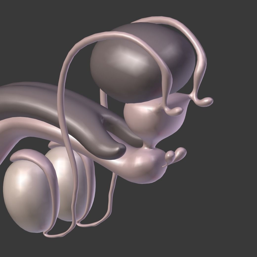 Male Reproductive System Low-poly 3D model_13