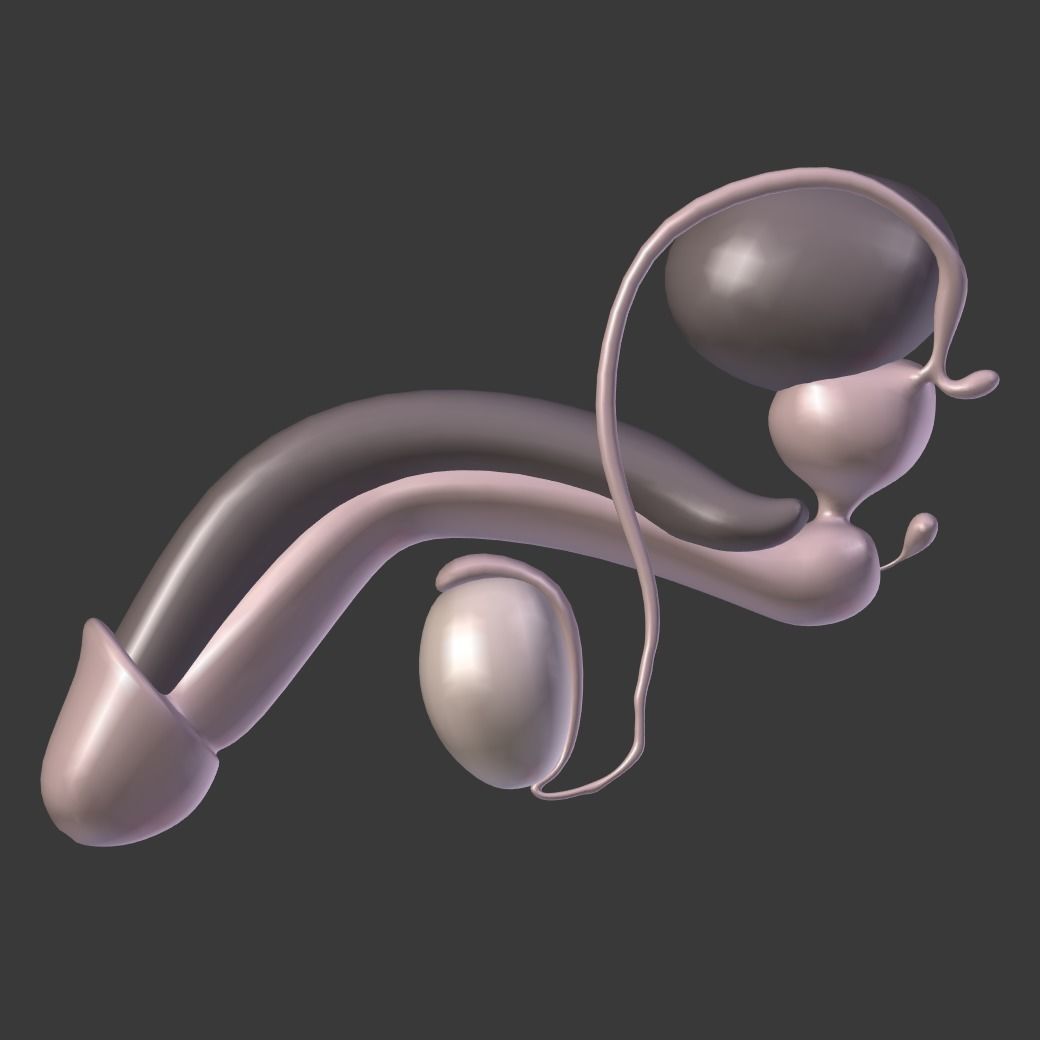 Male Reproductive System Low-poly 3D model_6