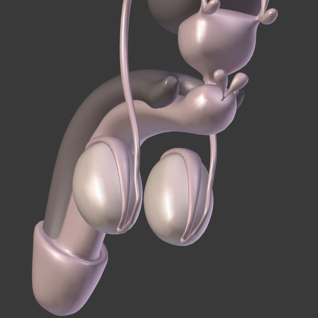 Male Reproductive System Low-poly 3D model_15