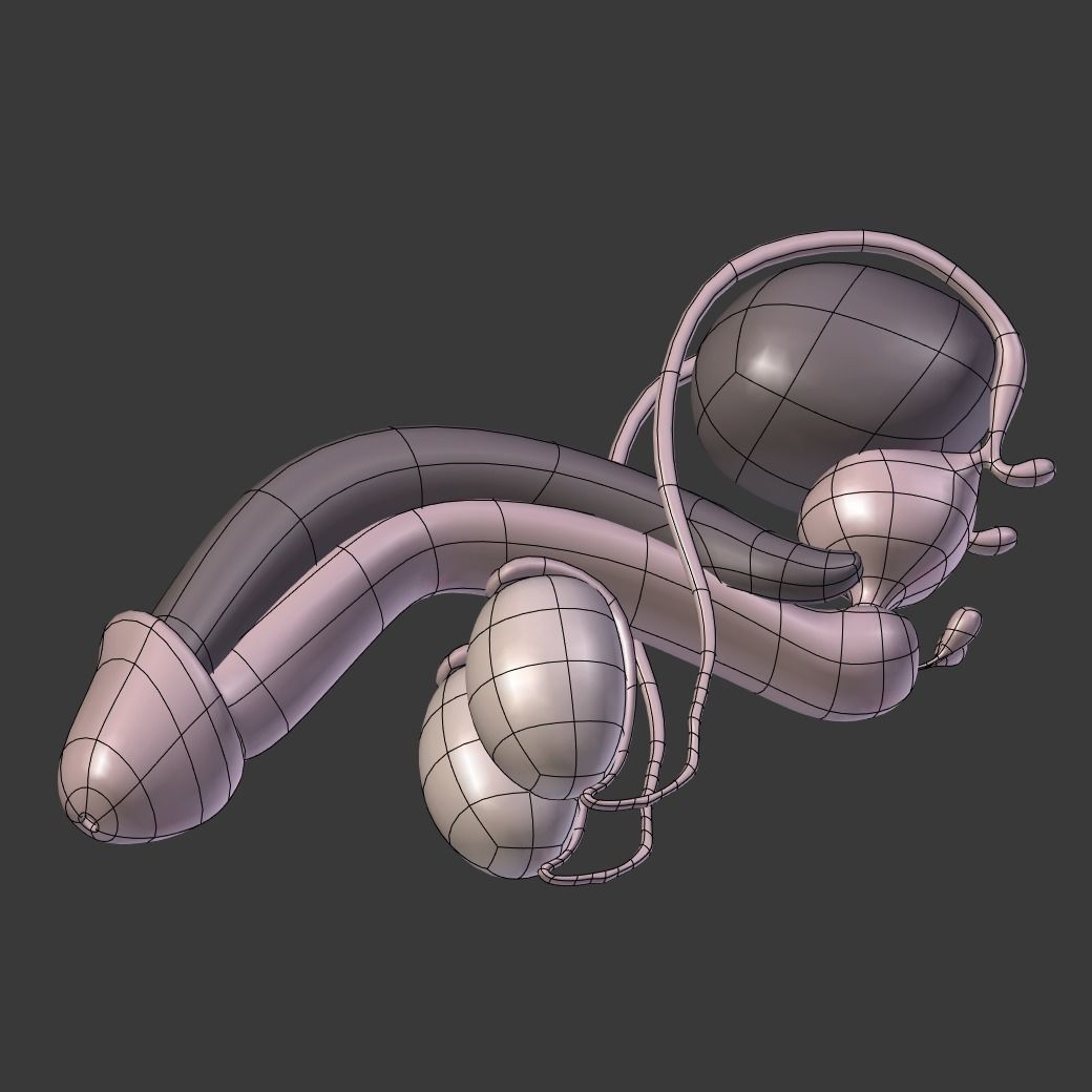 Male Reproductive System Low-poly 3D model_12