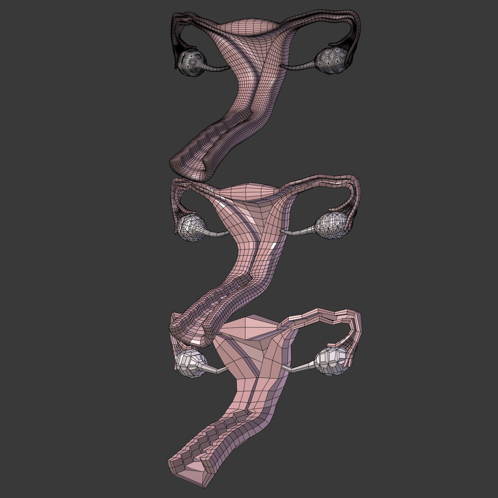 Reproductive System - Female Low-poly 3D model_22