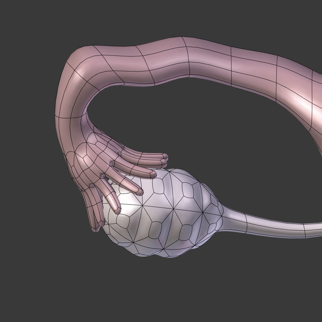 Reproductive System - Female Low-poly 3D model_16