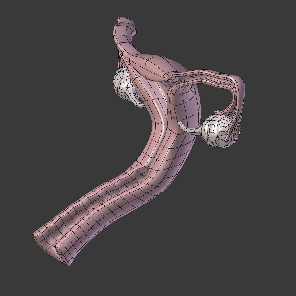 Reproductive System - Female Low-poly 3D model_12
