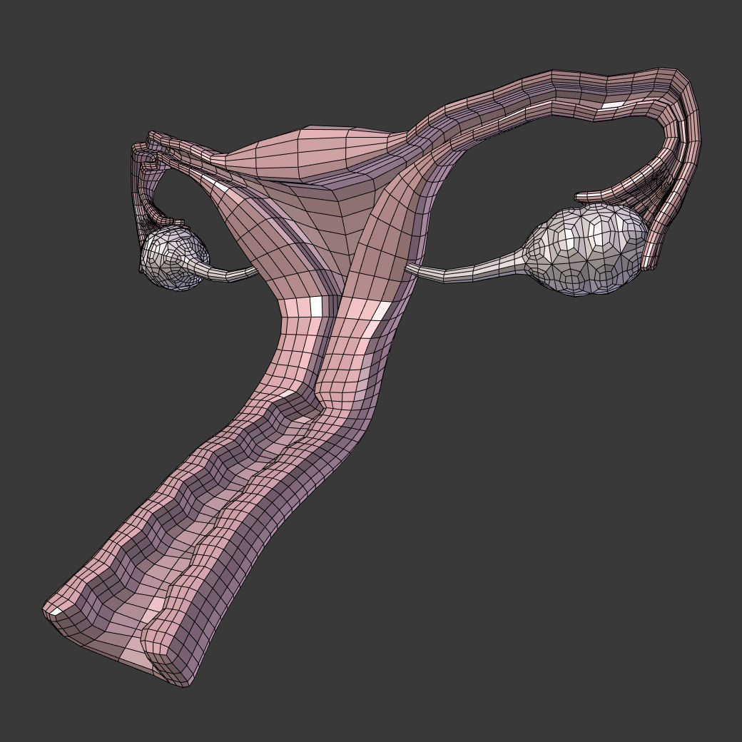 Reproductive System - Female Low-poly 3D model_4
