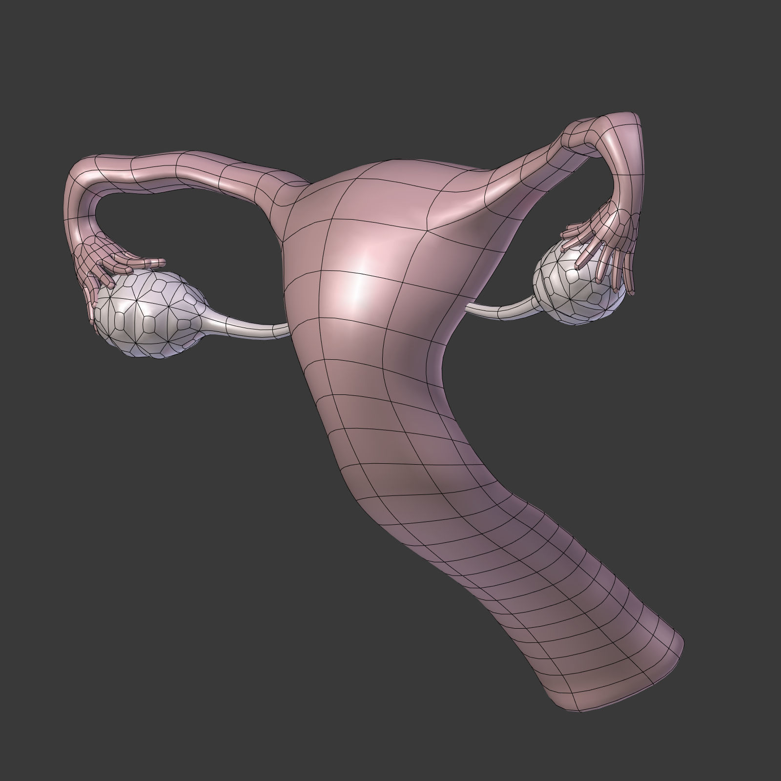 Reproductive System - Female Low-poly 3D model_18