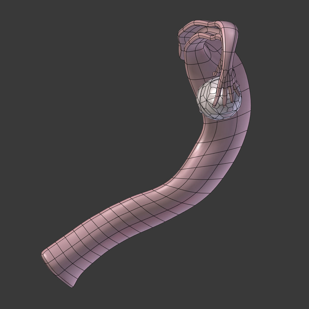 Reproductive System - Female Low-poly 3D model_11