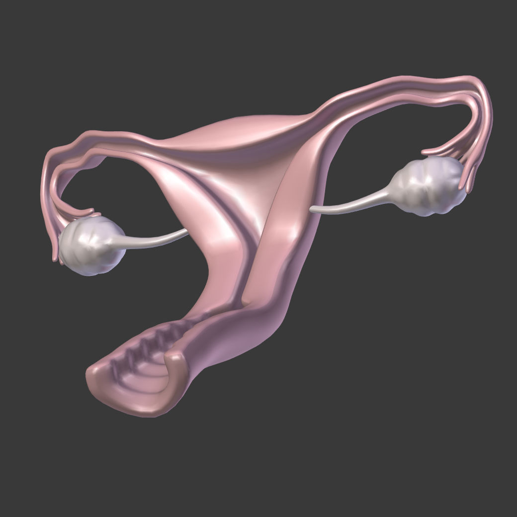 Reproductive System - Female Low-poly 3D model_10
