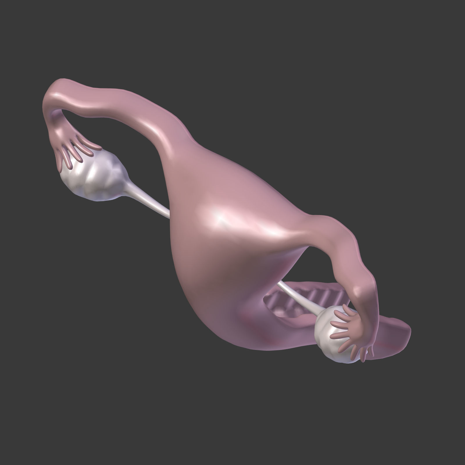 Reproductive System - Female Low-poly 3D model_20