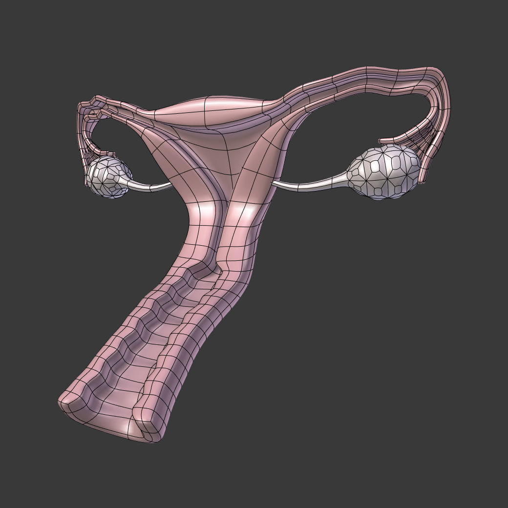 Reproductive System - Female Low-poly 3D model_3