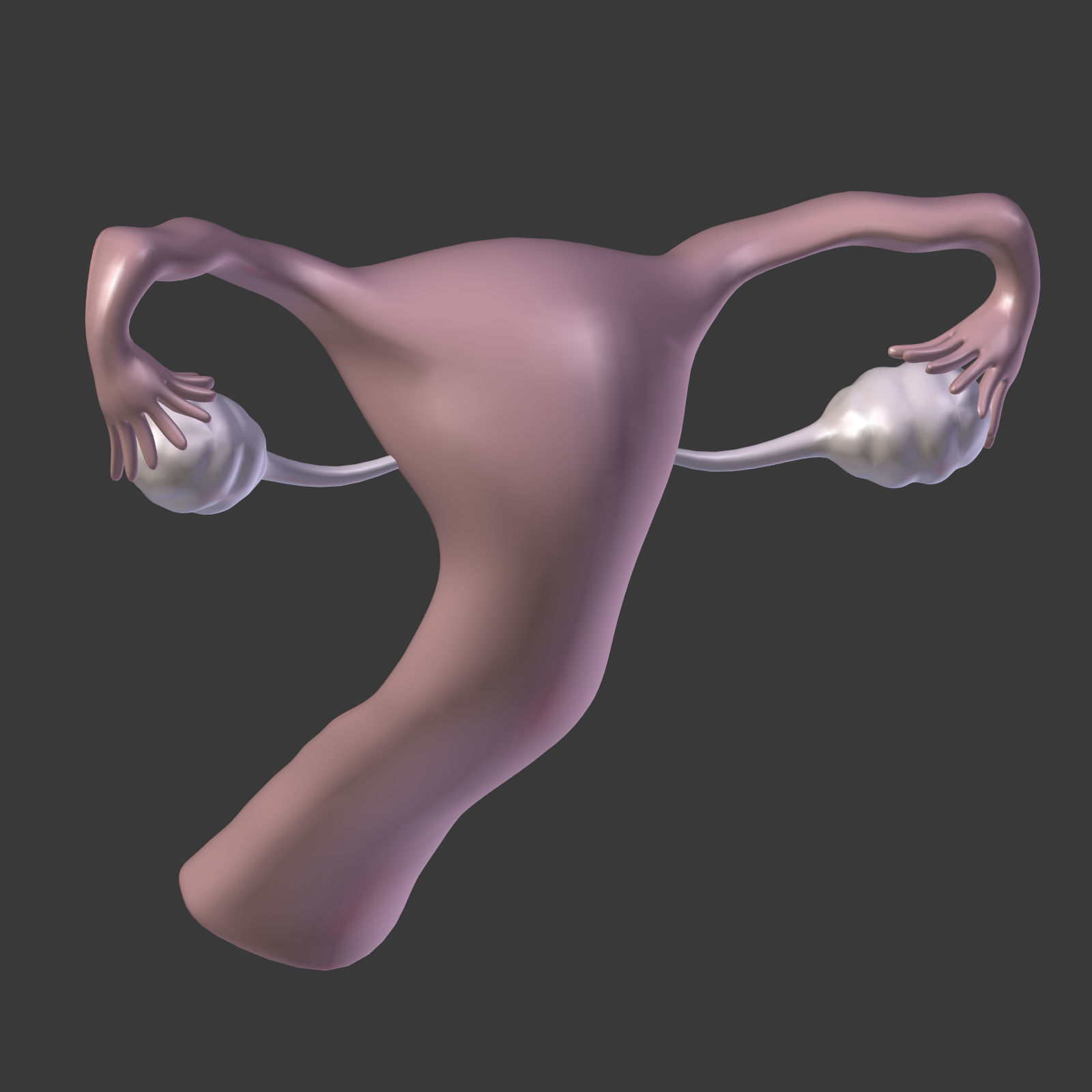 Reproductive System - Female Low-poly 3D model_19