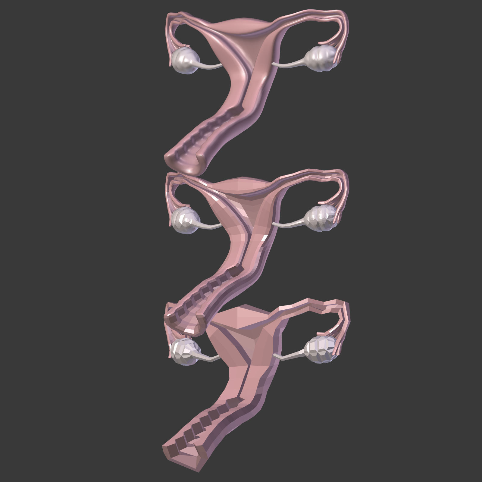 Reproductive System - Female Low-poly 3D model_21