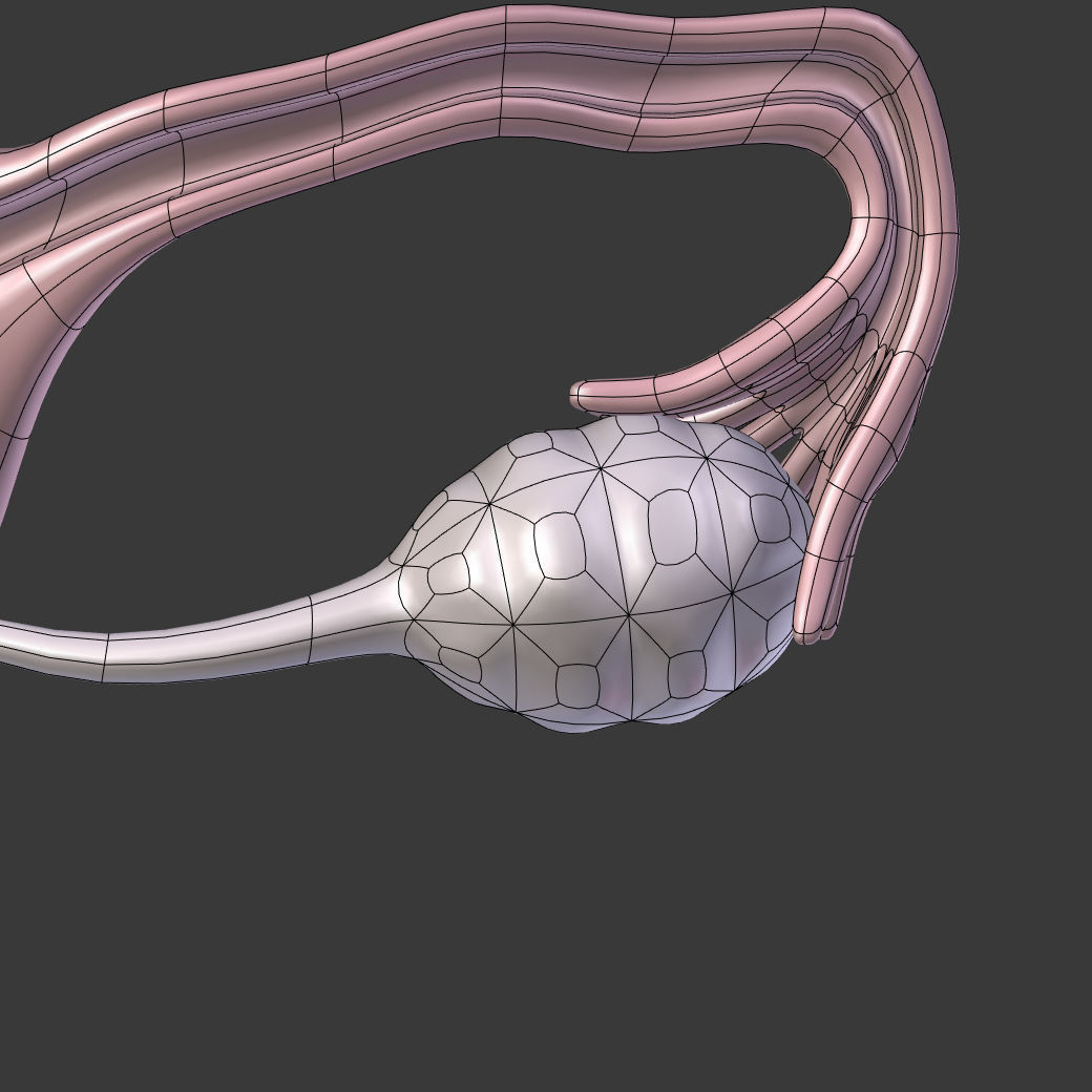 Reproductive System - Female Low-poly 3D model_14