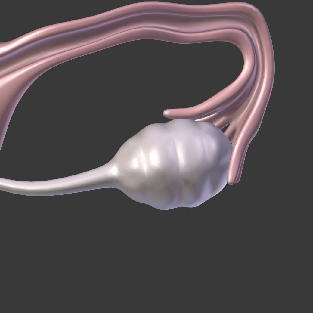 Reproductive System - Female Low-poly 3D model_13