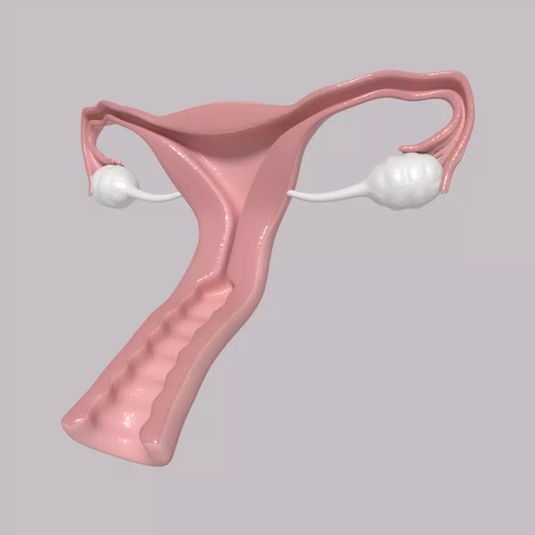 Reproductive System - Female Low-poly 3D model_0