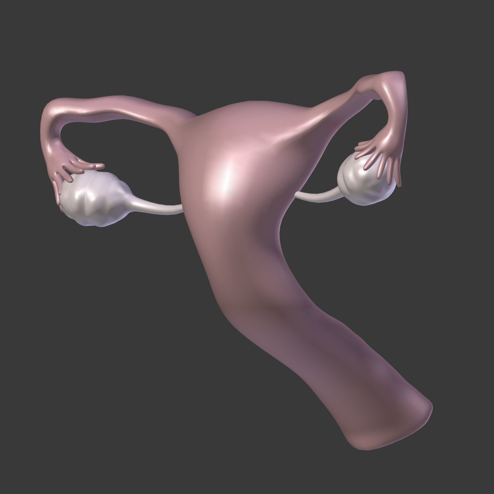Reproductive System - Female Low-poly 3D model_17