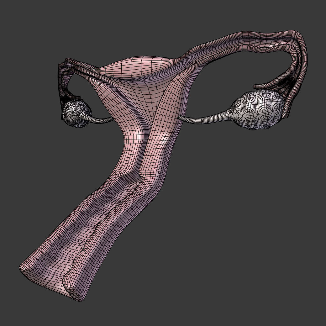 Reproductive System - Female Low-poly 3D model_5