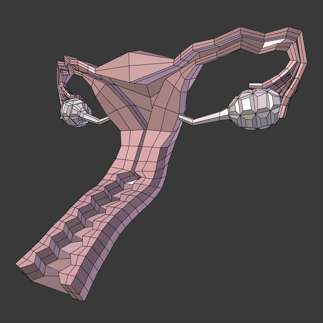 Reproductive System - Female Low-poly 3D model_2