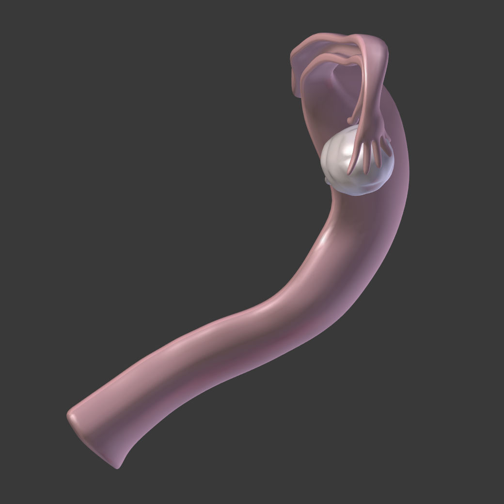 Reproductive System - Female Low-poly 3D model_6