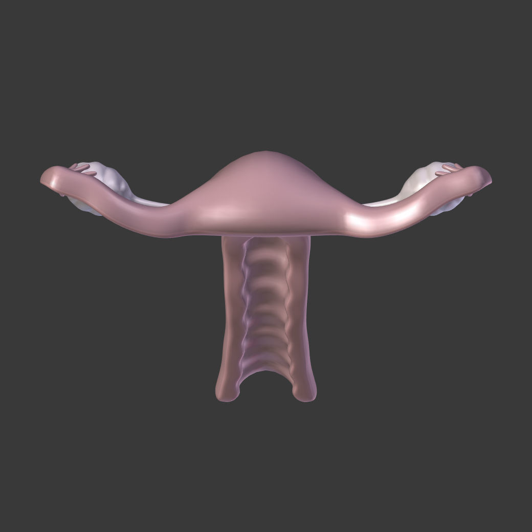 Reproductive System - Female Low-poly 3D model_7