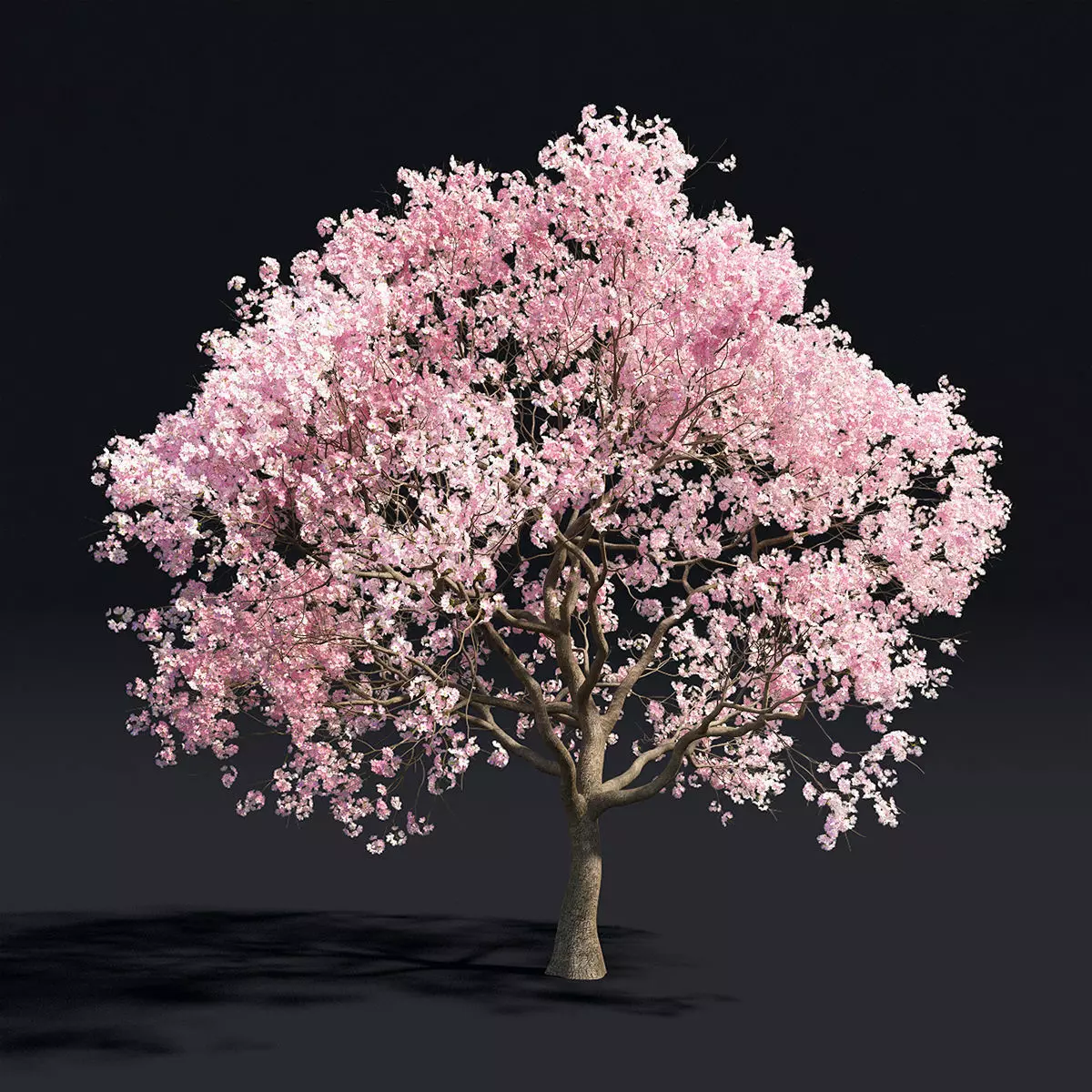 Sakura 1 cherry blossom tree 3D model