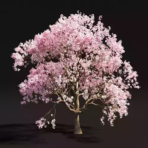 Sakura 2 cherry blossom tree - cherry blossom tree 3D model
