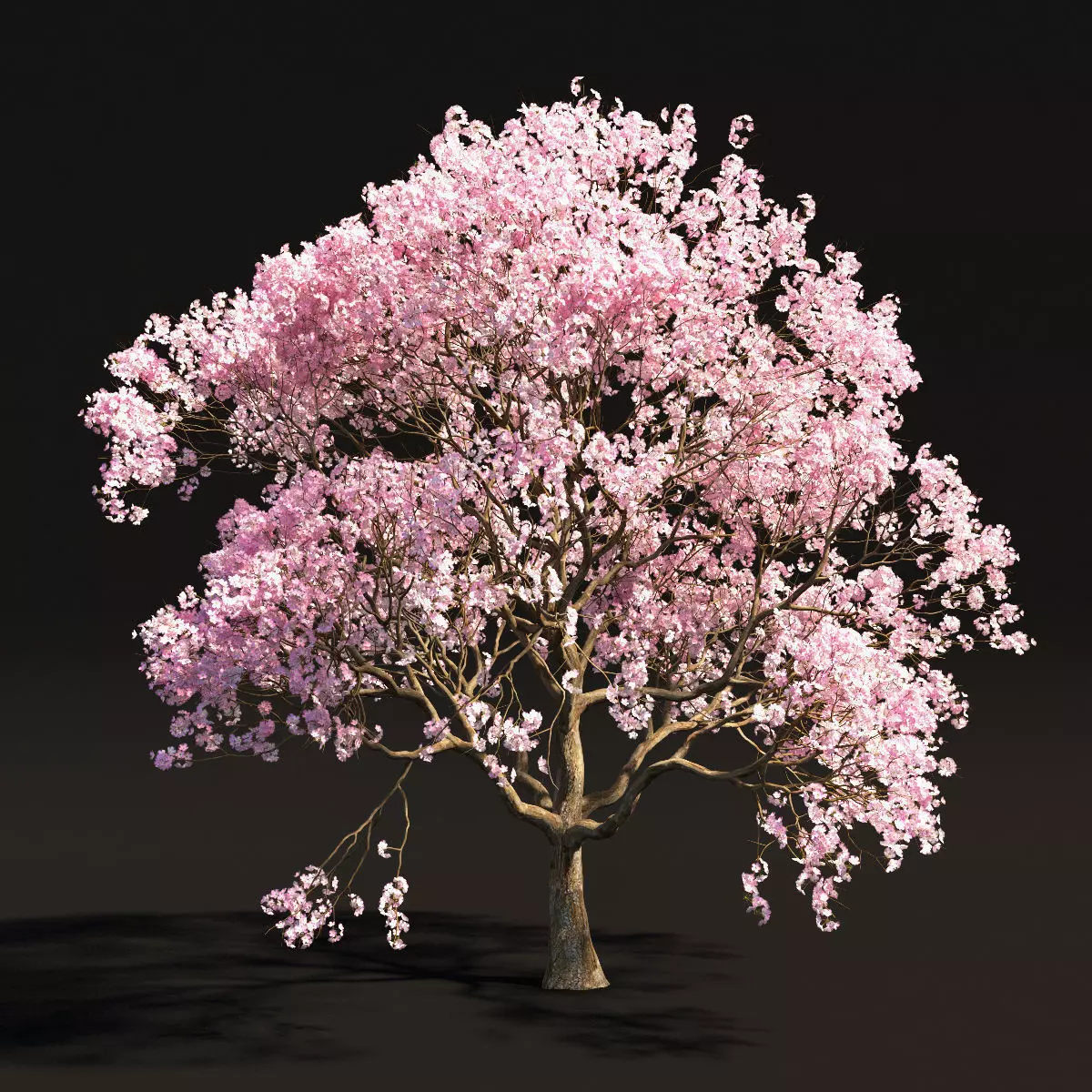 Sakura 2 cherry blossom tree - cherry blossom tree 3D model_0