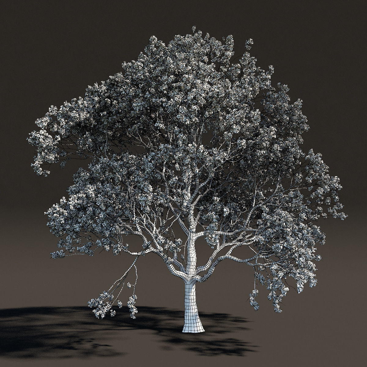 Sakura 2 cherry blossom tree - cherry blossom tree 3D model_1