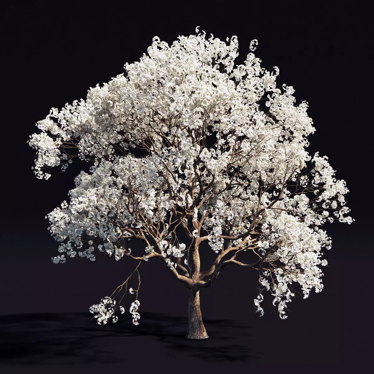 Sakura white 2 3D model_0