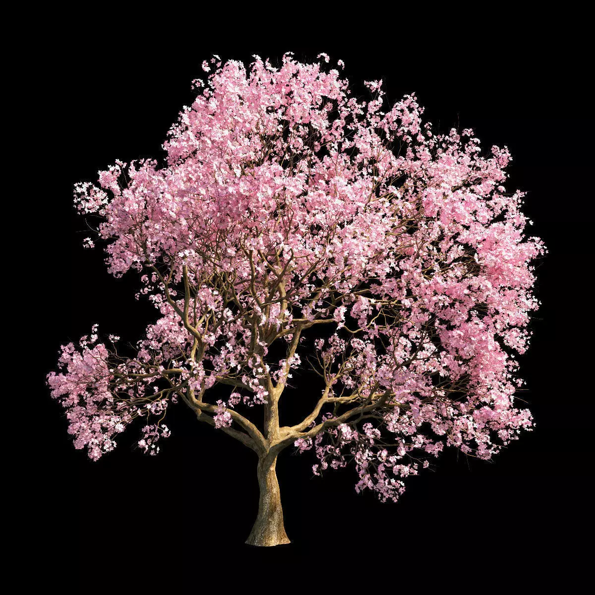 Sakura 3 cherry blossom tree 3D model_0