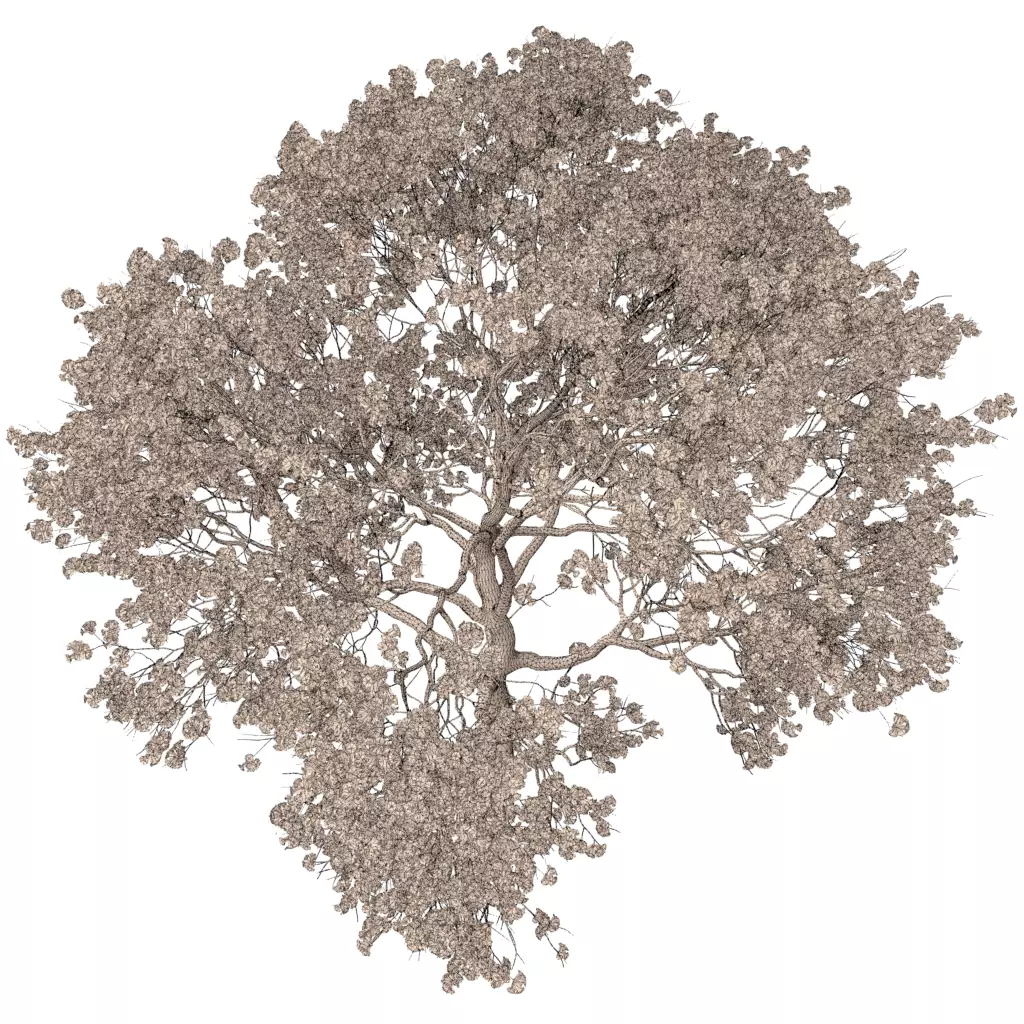 Sakura 3 cherry blossom tree 3D model | CGTrader