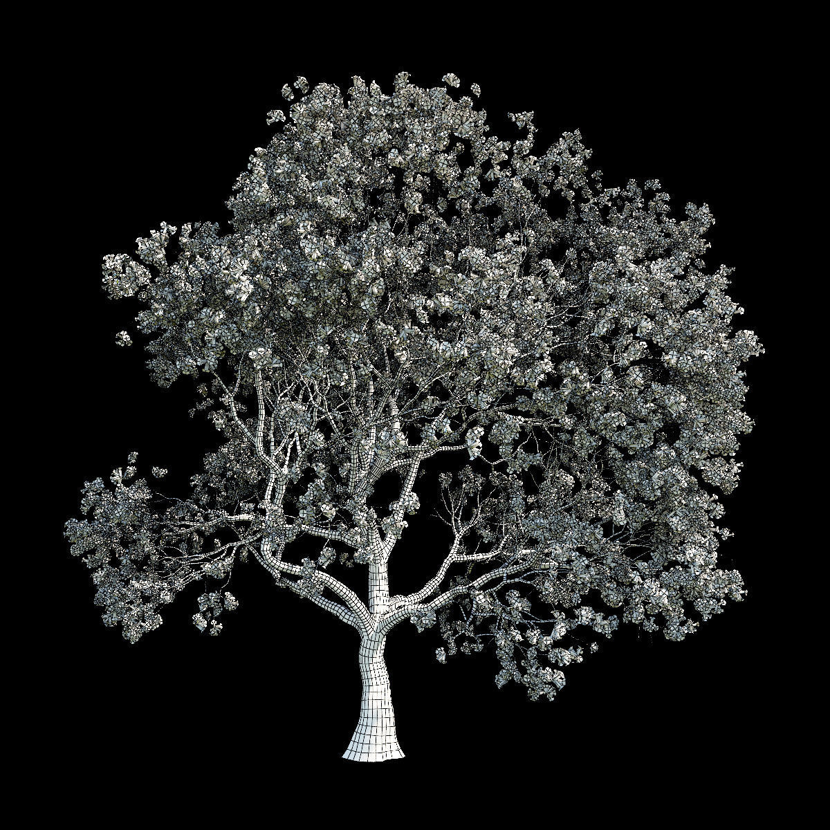 Sakura 3 cherry blossom tree 3D model_1