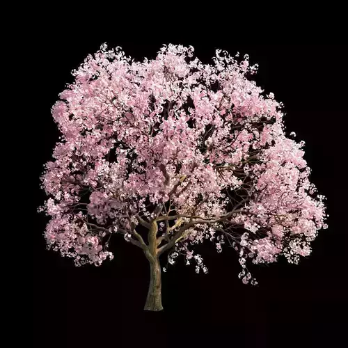 Sakura 4 cherry blossom tree