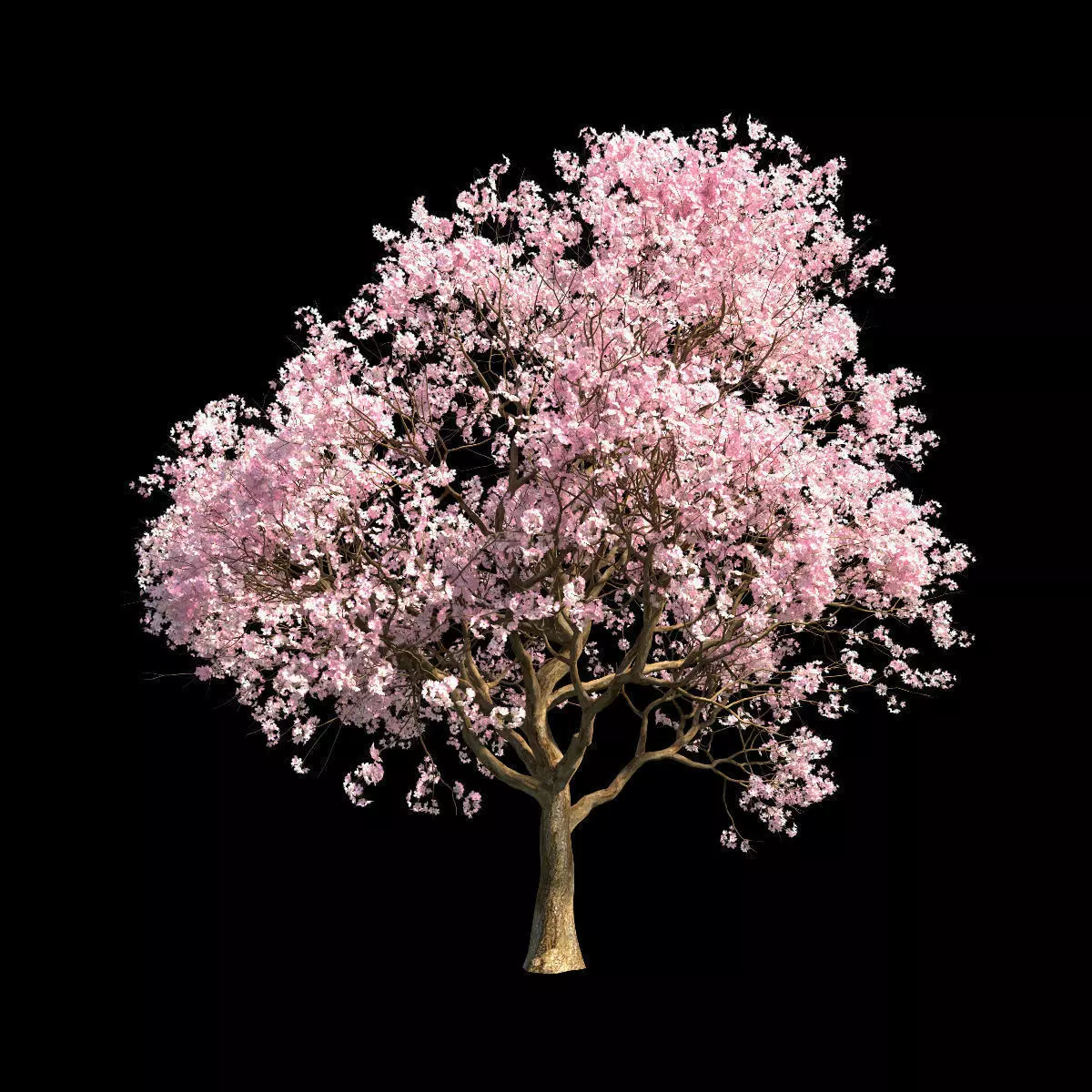 Sakura 5 cherry blossom tree 3D model_0