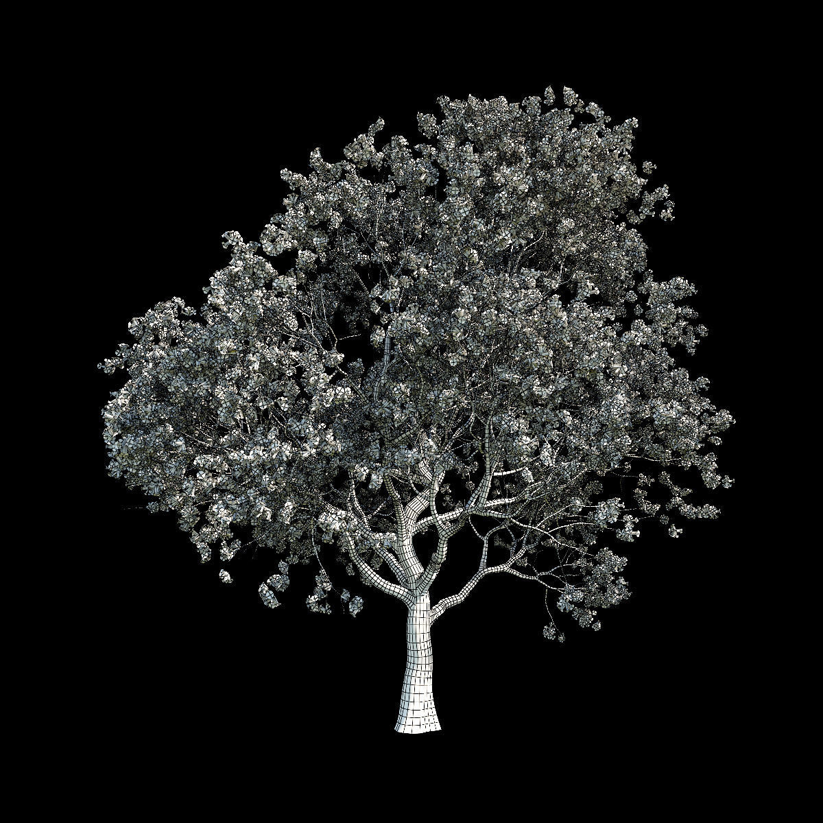 Sakura 5 cherry blossom tree 3D model_1