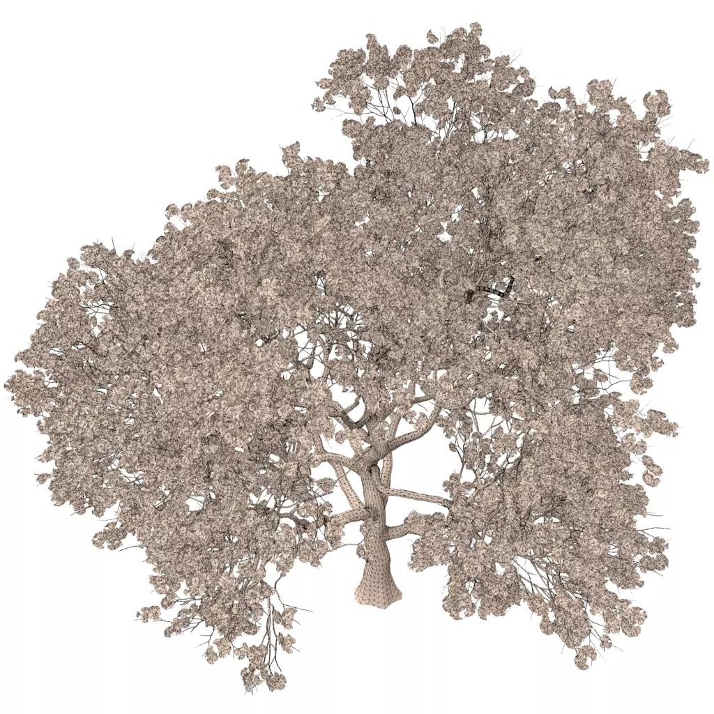 Sakura 5 cherry blossom tree 3D model | CGTrader